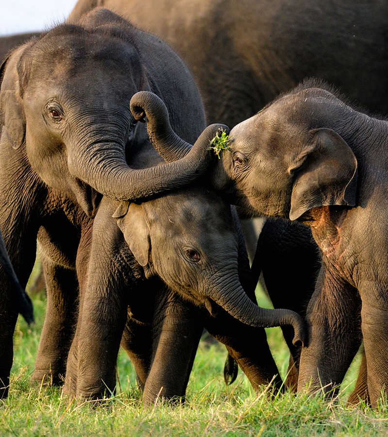 The Splendor of Sri Lanka Tour